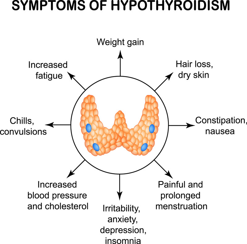 Your Thyroid And Heart Disease - Magaziner